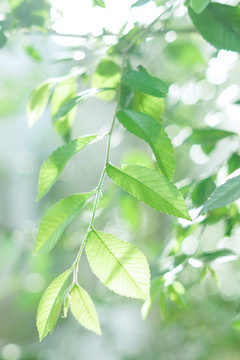 春天绿色植物叶子小清新壁纸