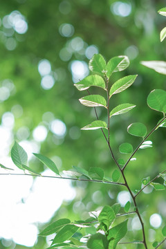 春天绿色植物叶子小清新壁纸