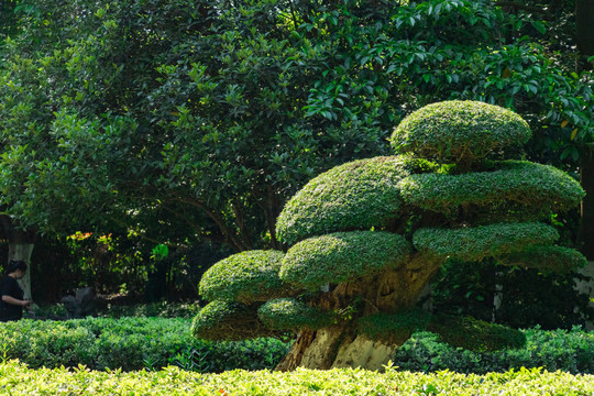 春天户外绿色植物园艺