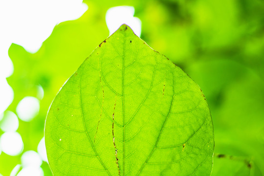 春天绿色植物背景树叶小清新