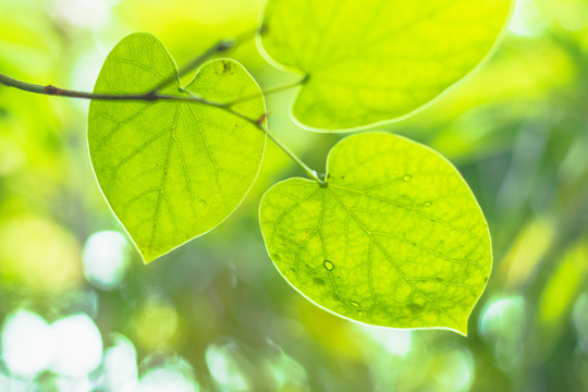 春天绿色植物背景树叶小清新