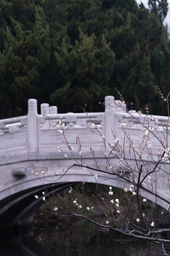 春天梅花山南京明孝陵