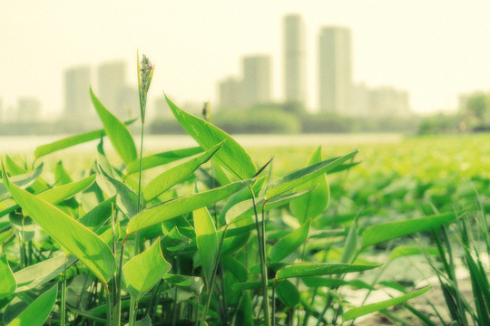 绿色植物素材户外春天背景