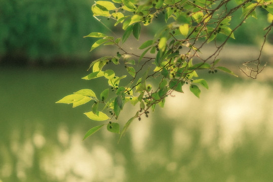 绿色植物素材户外春天阳光