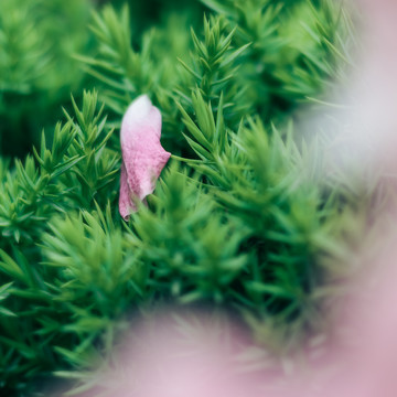 绿色植物背景素材春天蔷薇花瓣