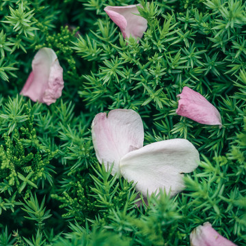 绿色植物背景素材春天蔷薇花瓣