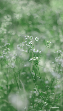 绿色植物背景春天白色小花野花