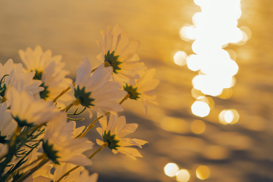 夕阳下的水面湖水金色光斑菊花