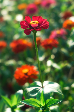 春暖花开雏菊菊花科非洲菊