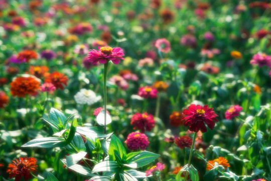 春暖花开雏菊菊花科非洲菊