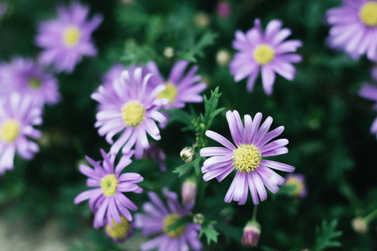 春天户外紫色梦幻小雏菊花朵