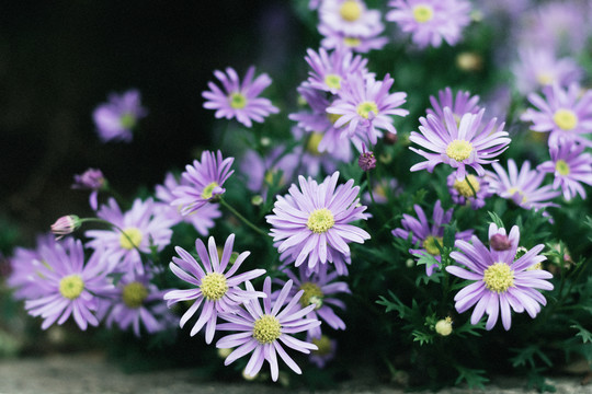 春天花朵紫色小花小雏菊