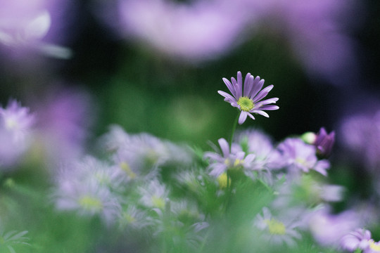 春天花朵紫色小花小雏菊背景