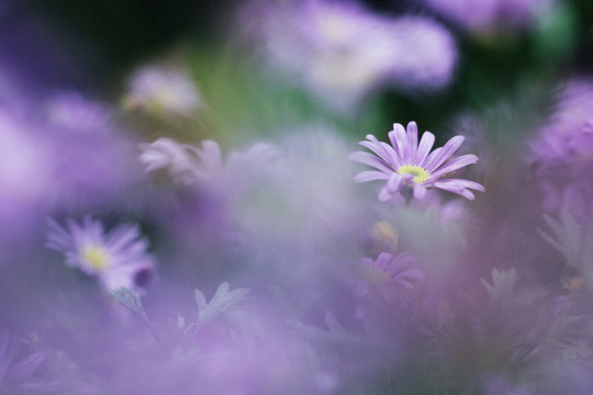 春天花朵紫色小花小雏菊背景