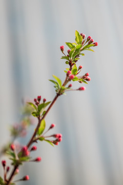 樱花花苞