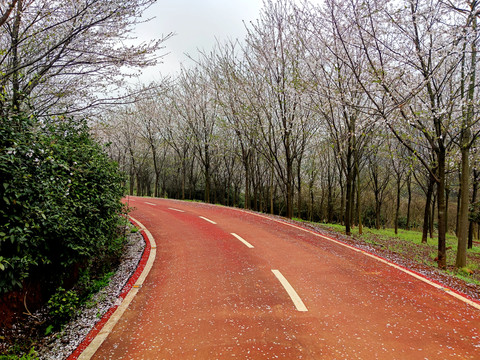 樱花大道