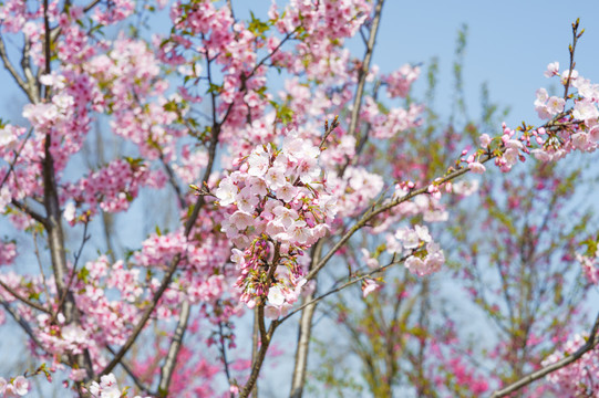 樱花