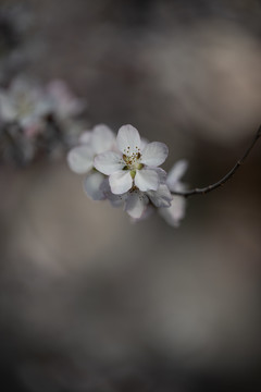 山桃花开