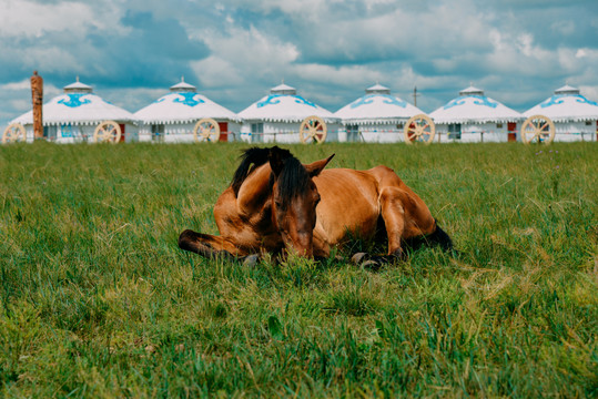 呼伦贝尔草原和马