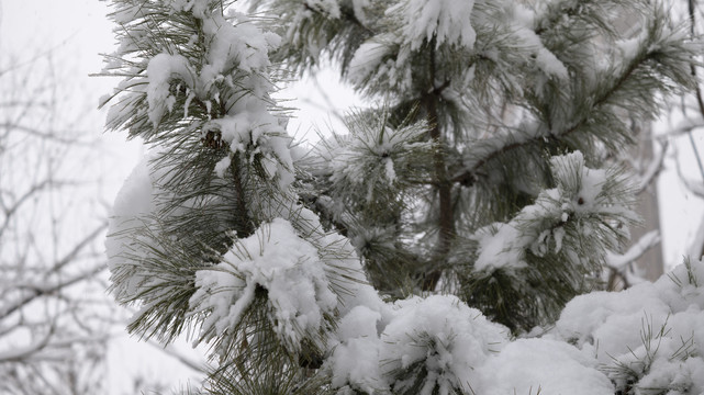 雪后的松枝