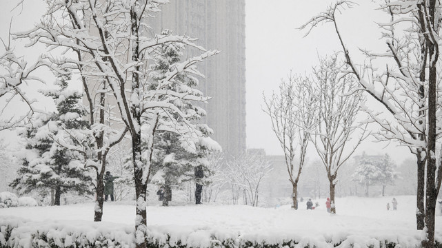 冬天园林景观树木雪景