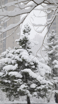 雪天树木雪景