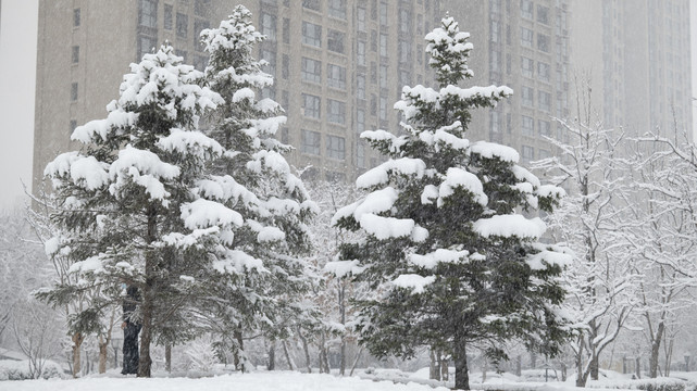 落满雪的两颗松树