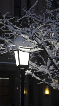 路灯照亮树枝上的积雪