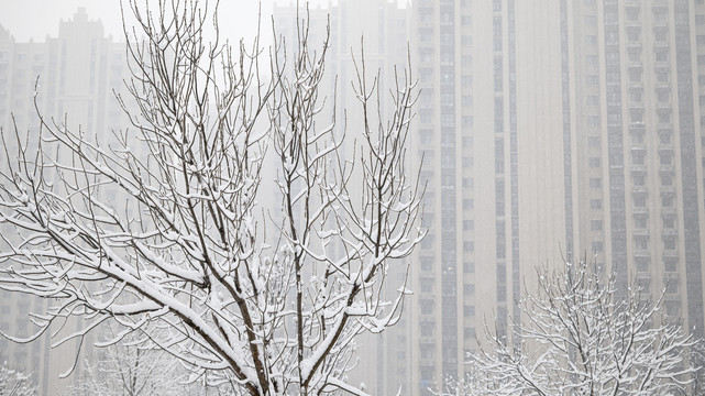 居民楼树木积雪