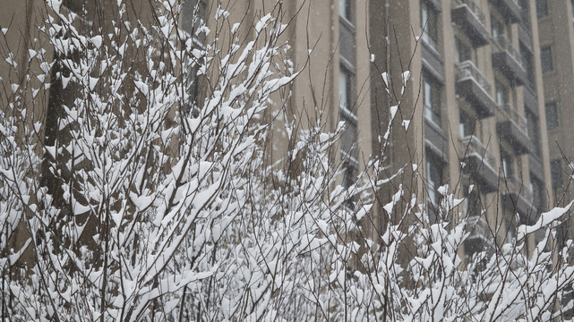 下雪积雪树木居民楼