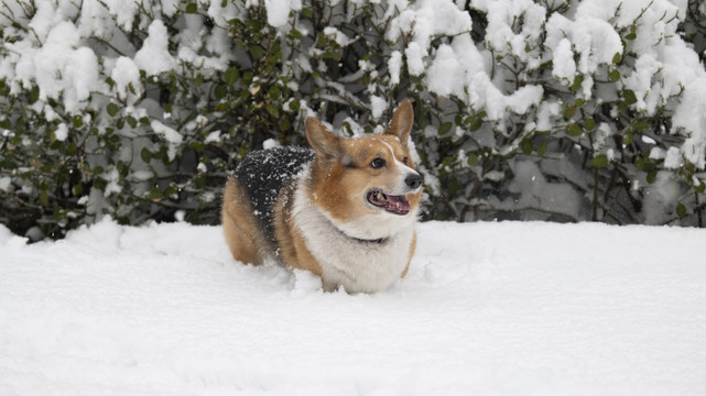 雪中的柯基犬