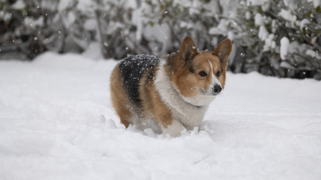 雪中的柯基犬