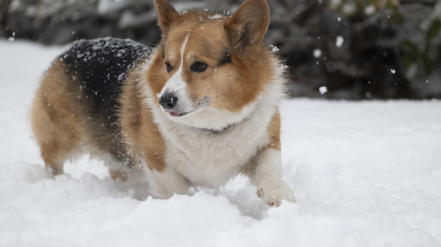 雪中的柯基犬