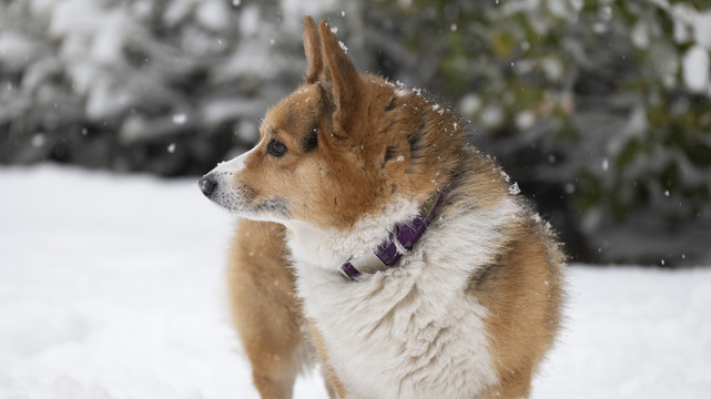 雪中的柯基犬