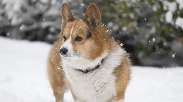 雪中的柯基犬