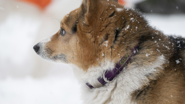 雪中的柯基犬铁写