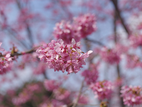 樱花