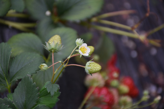 草莓花和果实