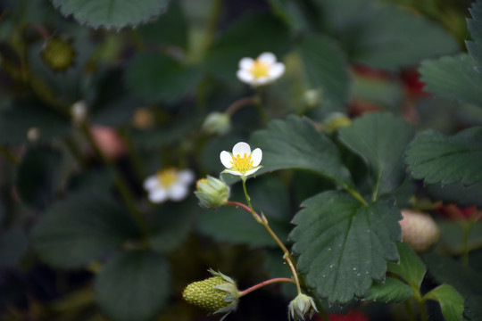 草莓花和果实