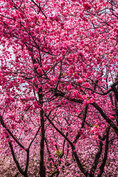 云南樱花树林