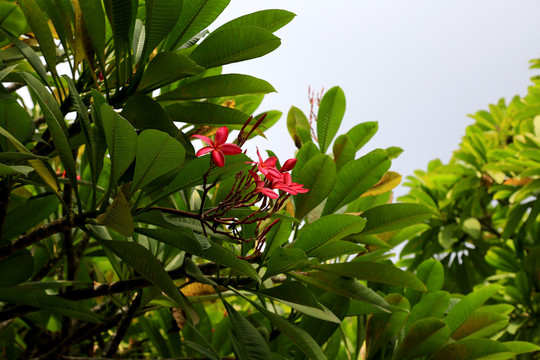 红鸡蛋花