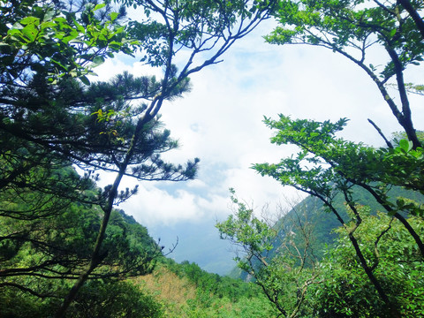 森林绿树风景