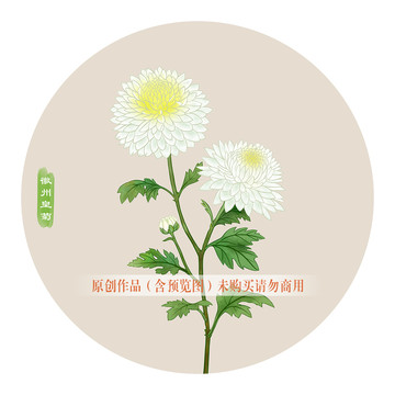 徽州貢菊