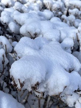 雪下的植物