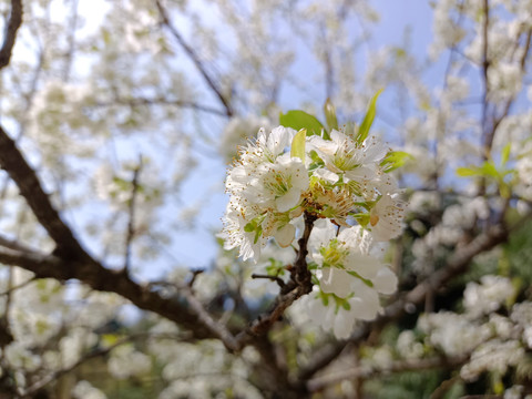 梨花