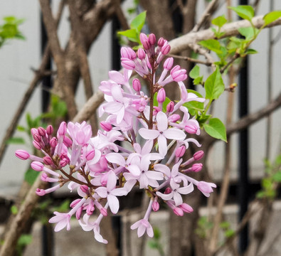 紫丁香花开特写