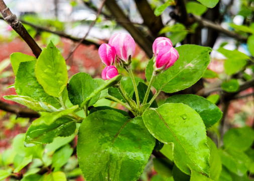 红富士苹果花素材