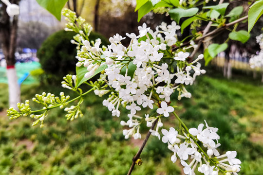 丁香花骨朵高清摄影