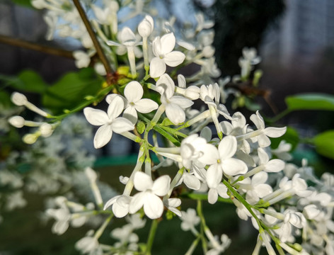 含苞待放的丁香花