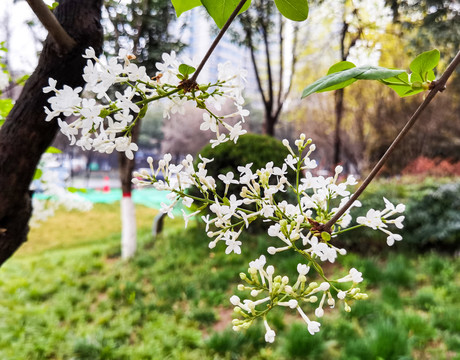 繁花似锦的丁香花特写